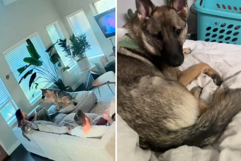 This dog can point to what she wants!
