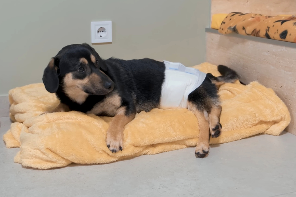 Bobby the dog is doing better under the circumstances.