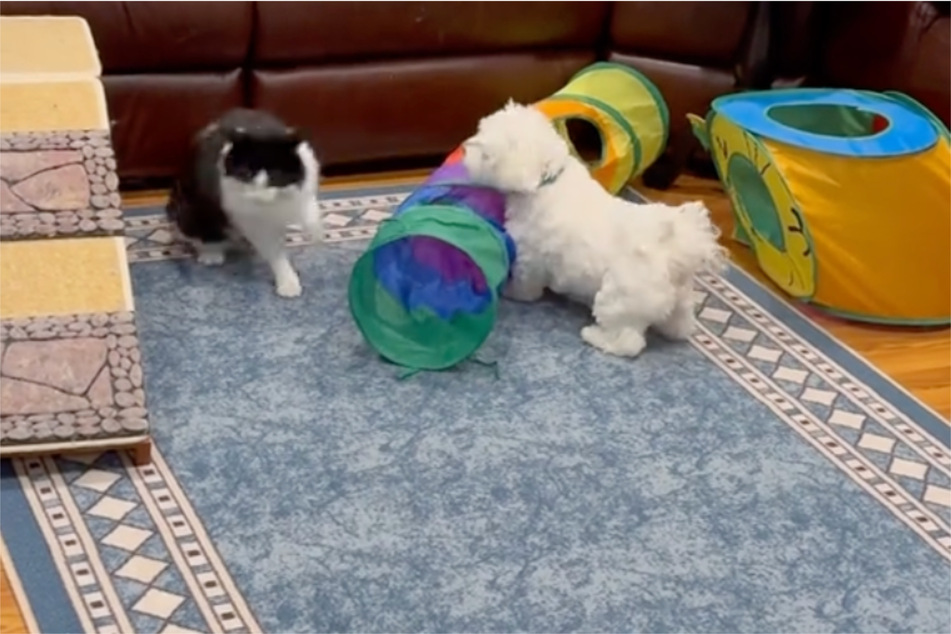 Max and Sunny love nothing more than to chase each other around the home.