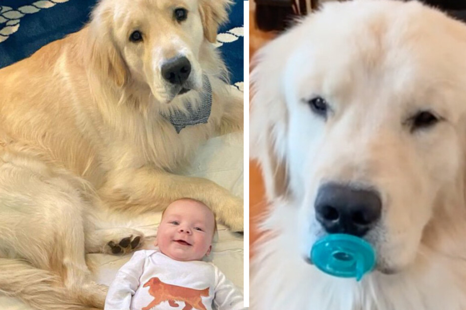 Golden retriever wants to share everything with his new baby "brother"