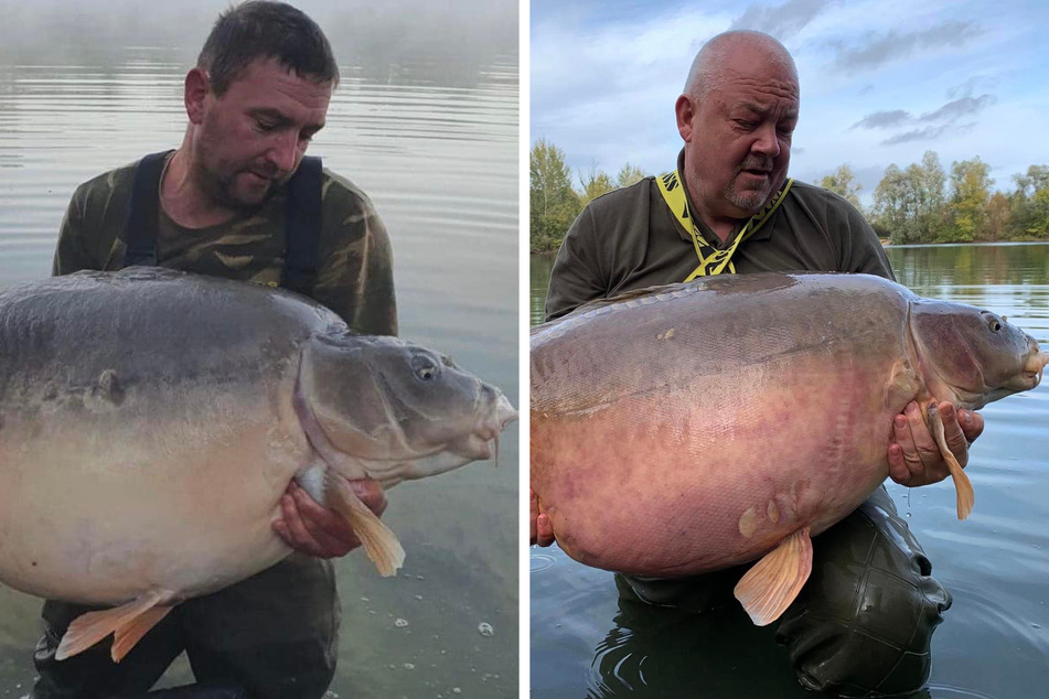 The two giant carp Miggsys (l.) and Peaches are much heavier than Carrot.