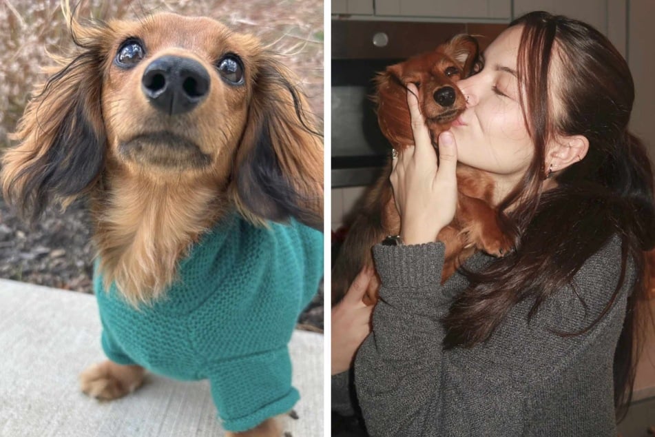 Dog mom is shocked to see what Dachshund puppy leaves for her under the Christmas tree!