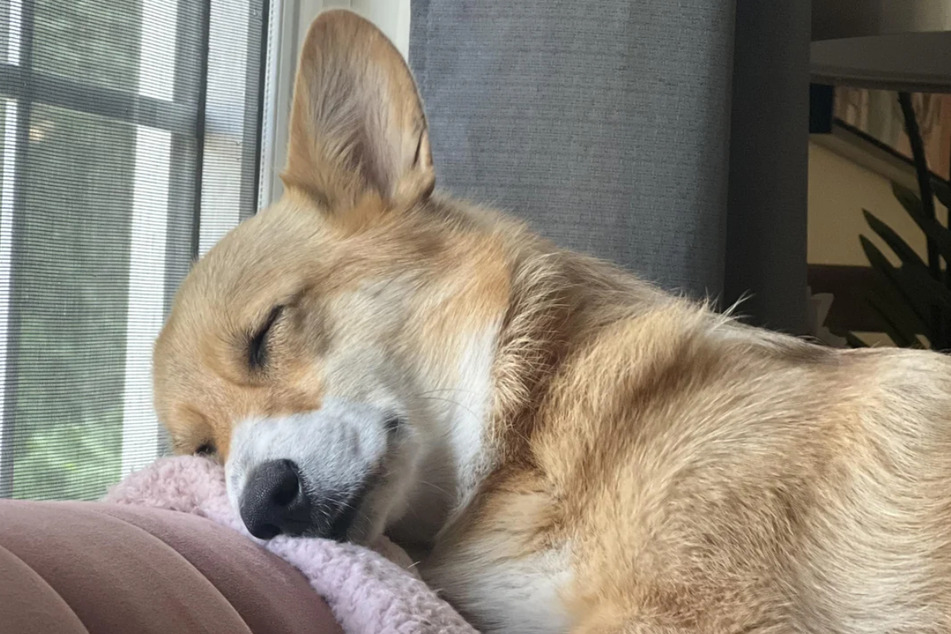 Sophie the Corgi dog touched countless hearts with just one snapshot after her rapturous afternoon nap went viral. But what's got her smiling like that? The story is too cute!