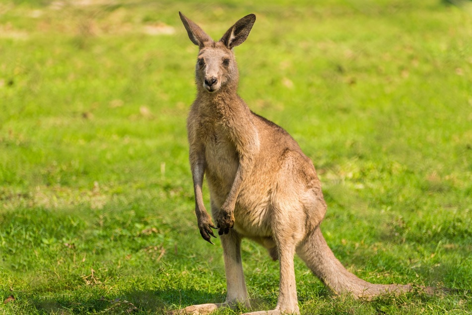 Kangaroo attacks are rare. The last fatal attack in Australia was reportedly in 1936 (stock image).