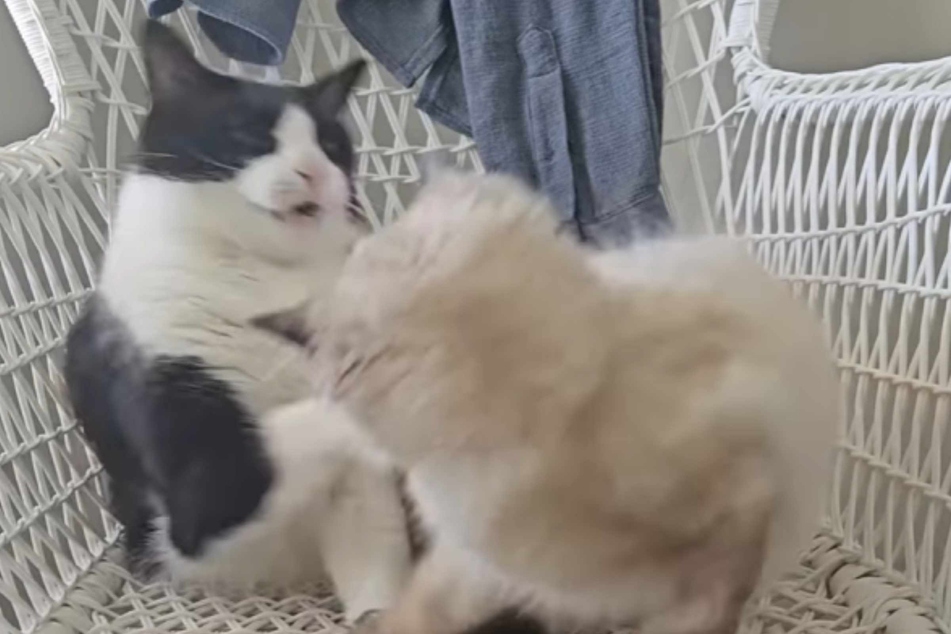 Milo strikes again – he's just not in the mood for the new roommate.