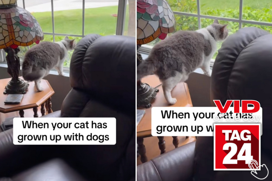 Today's Viral Video of the Day features a woman who caught her cat barking like a dog while looking out the window.