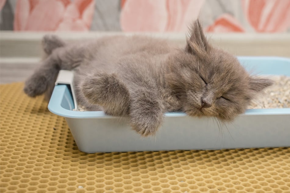 Why is my cat sleeping in the litter box?
