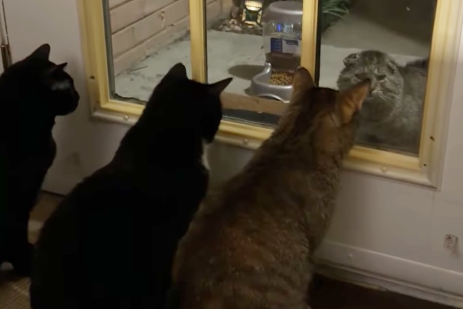 Sick stray cat peers inside home full of kitties – and what happens next is heartwarming!