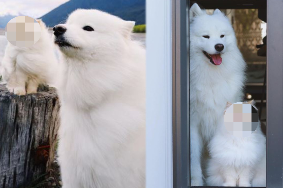 Cat and dog make adorable friends, but one detail has everyone laughing