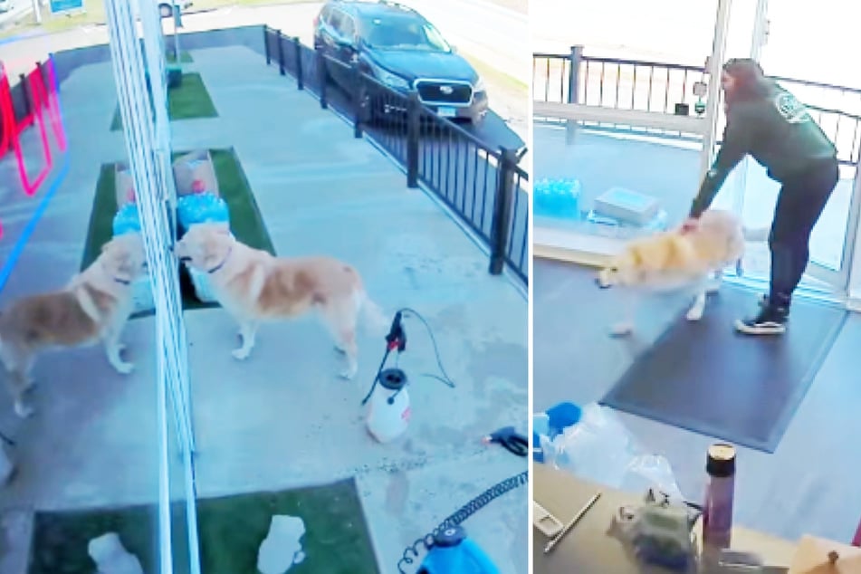 Kiera the pup had run away from home to dash to the dog day care center on her day off.