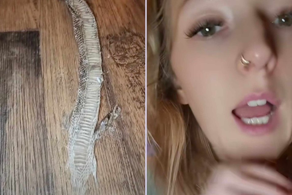 Woman is horrified by animal surprise hiding behind the couch: "SOS HELP ME"
