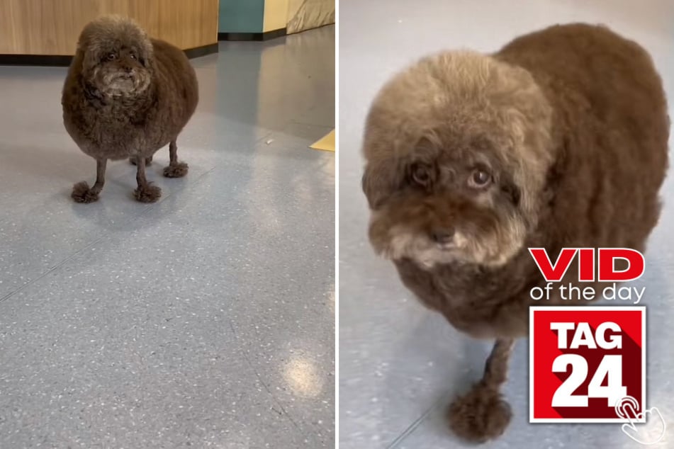 Today's Viral Video of the Day features a funny-looking pup that left thousands of viewers commenting on his hilarious appearance.