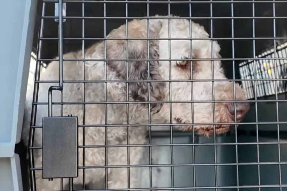 Although behind bars, he's back with a healthy coat. Sully is on the road to recovery.