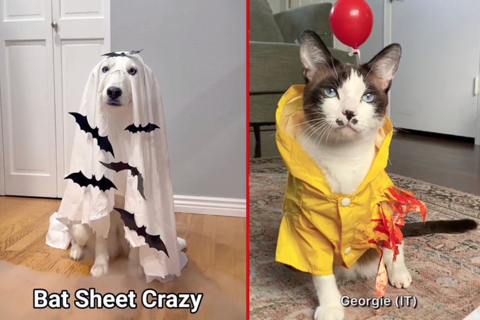 Halloween pet costume ideas that are perfect last-minute looks with an adorable twist!