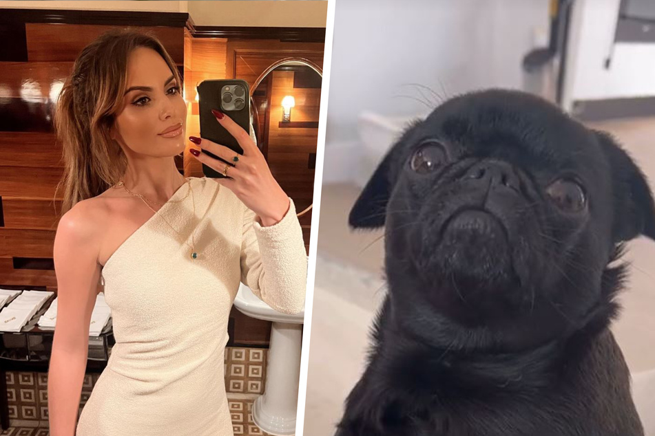 Dog begs for food until he sees what's on the plate – and goes TikTok viral