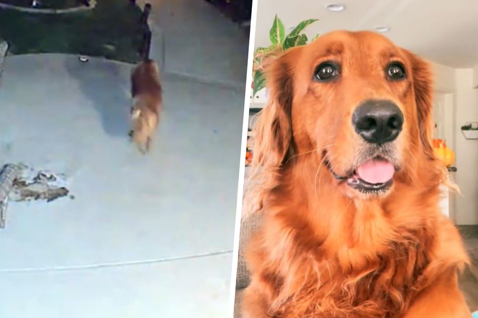 Golden retriever doesn't do his name justice with a hilarious laundry heist!