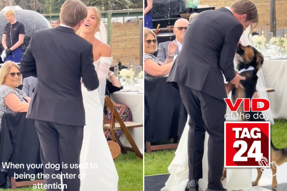 Viral Video of the Day for October 8, 2023: Dog steals the spotlight on wedding day with adorable hug!