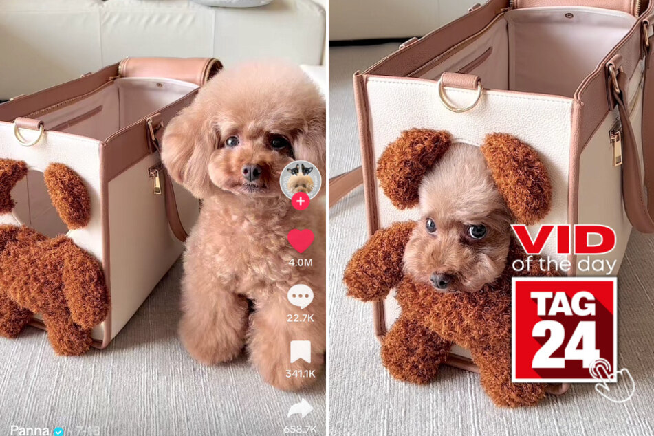 Viral Video of the Day for August 5, 2023: Dog or teddy bear?
