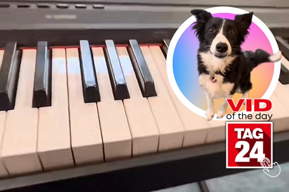 Viral Video of the Day for April 26, 2023: Singing pup wows TikTok