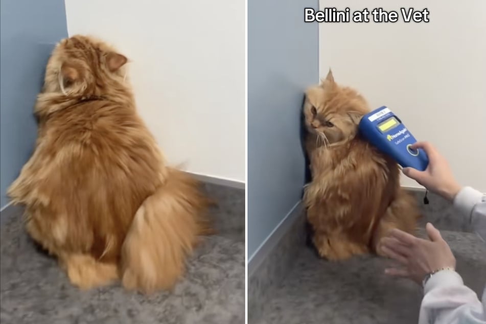 Bellini the cat was hoping the vet wouldn't notice him in the corner!