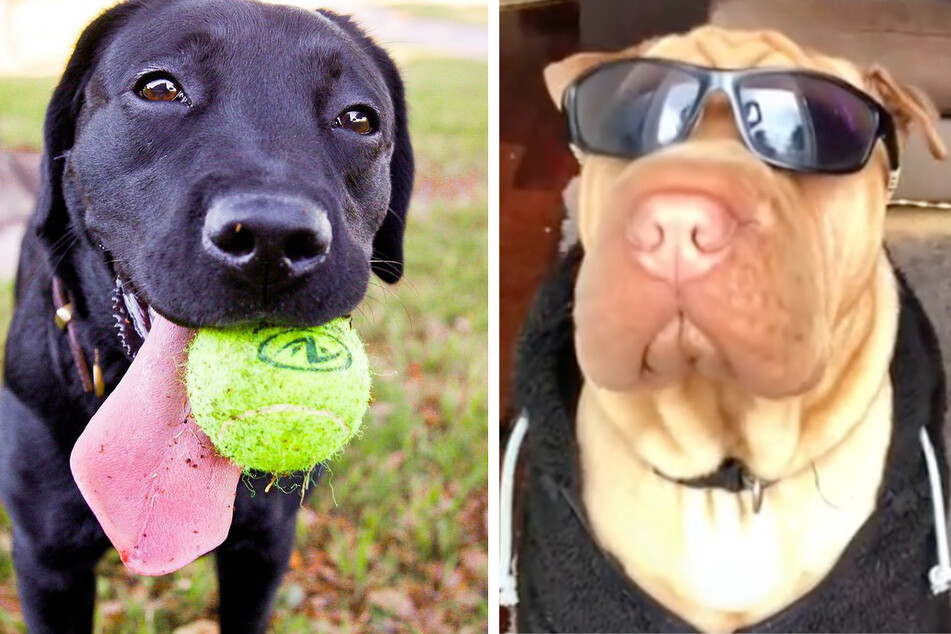 International Dog Day: The most paw-some viral videos to celebrate
