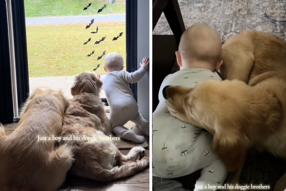 Little Jace clearly loves growing up with two adoring dog siblings!