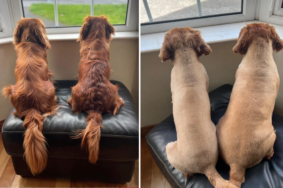 After the treatment (right picture) there is not much left of the dogs' beautiful coats.