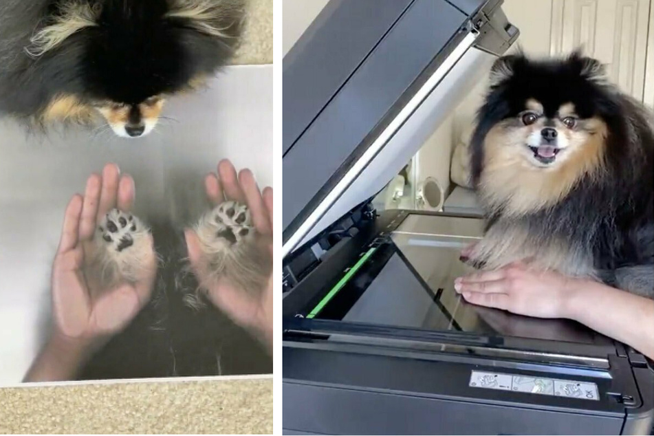 Puppy goes TikTok viral for making dog paw and human hand photocopy