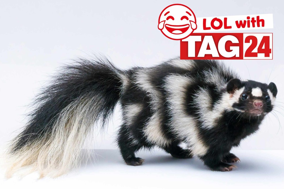 Joke of the Day for October 10, 2025: A silly that stinks
