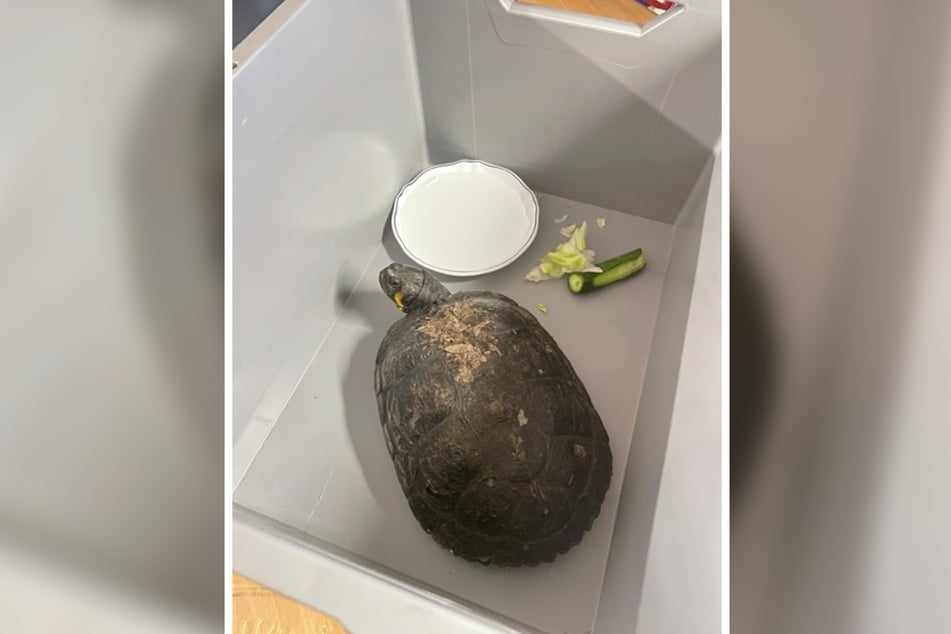 This little turtle made a trip to a German police station. What did the officers name their new little buddy? Gerhart Hauptmann.