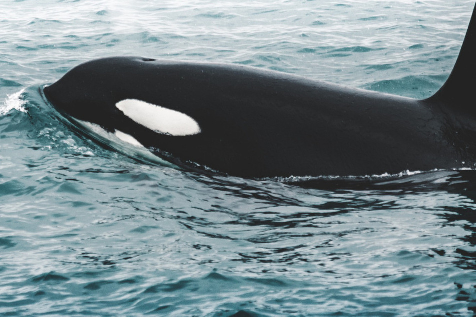 Orcas gang up to sink yet another yacht in a coordinated strike!
