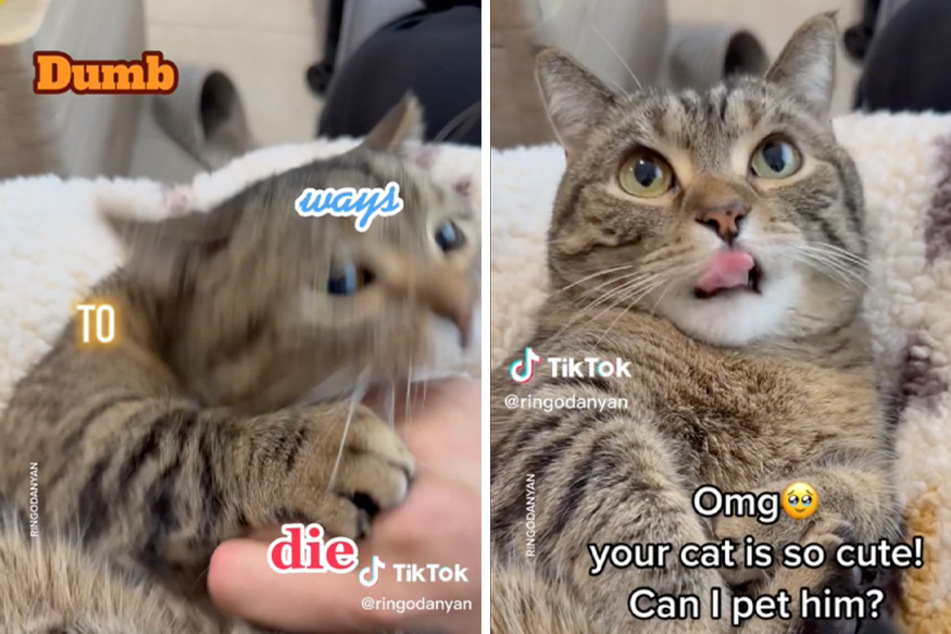 Cat flaunts its cat-itude in fitting take on TikTok's "dumb ways to die" trend