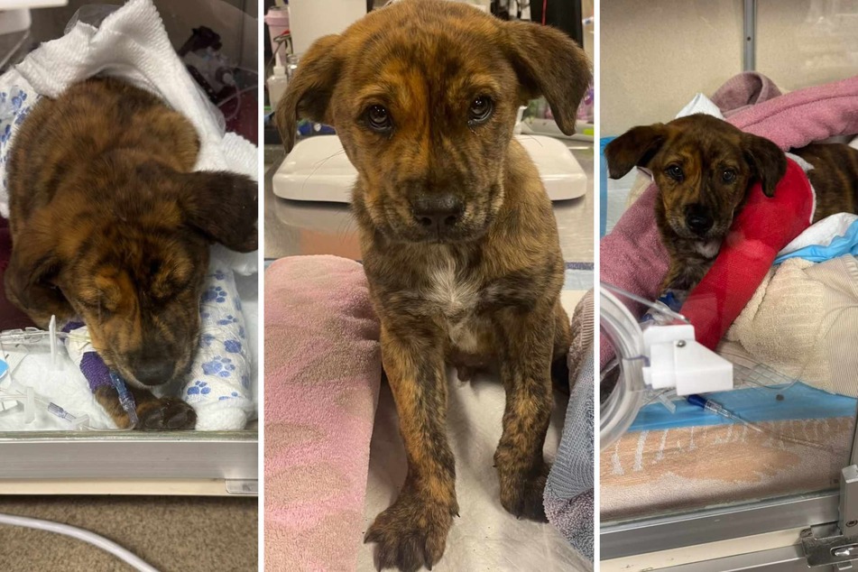 When a critically hurt puppy dog needed their help, New York City's Second Chance Rescue didn't flinch.