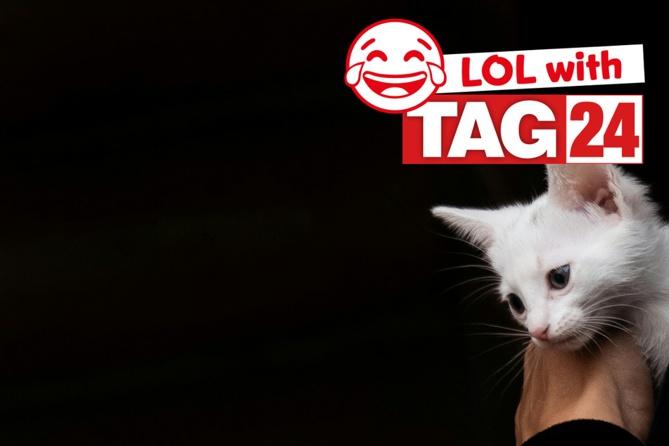 Joke of the Day for June 6, 2026: A kitty silly for Caturday