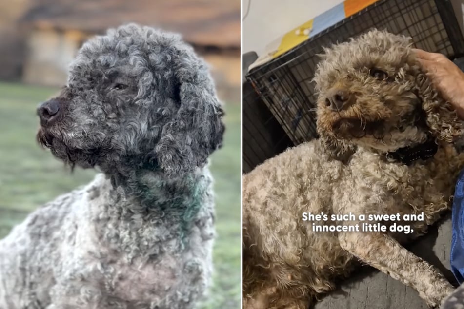 You may not recognize "Tina" the dog after her haircut.