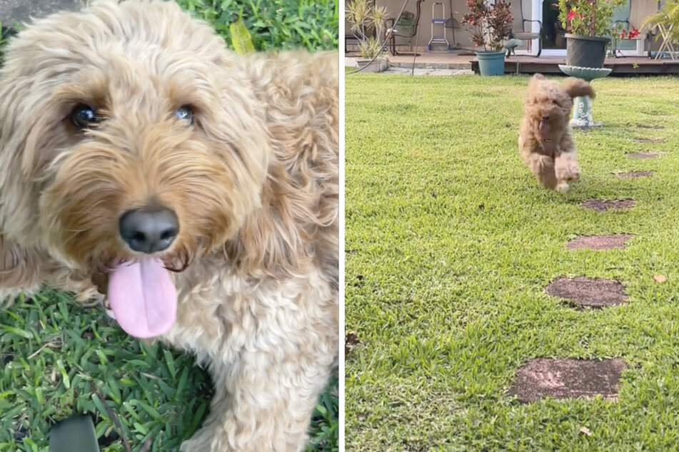 Love has transformed this rescue pup.