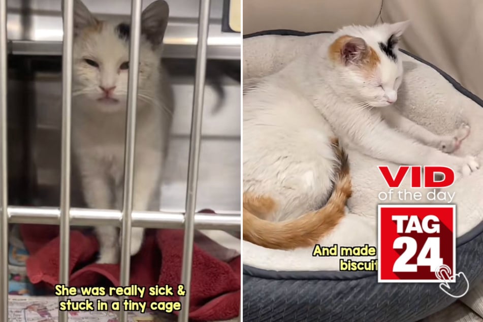 Viral Video of the Day for May 12, 2023: A sick kitty's heartwarming journey home