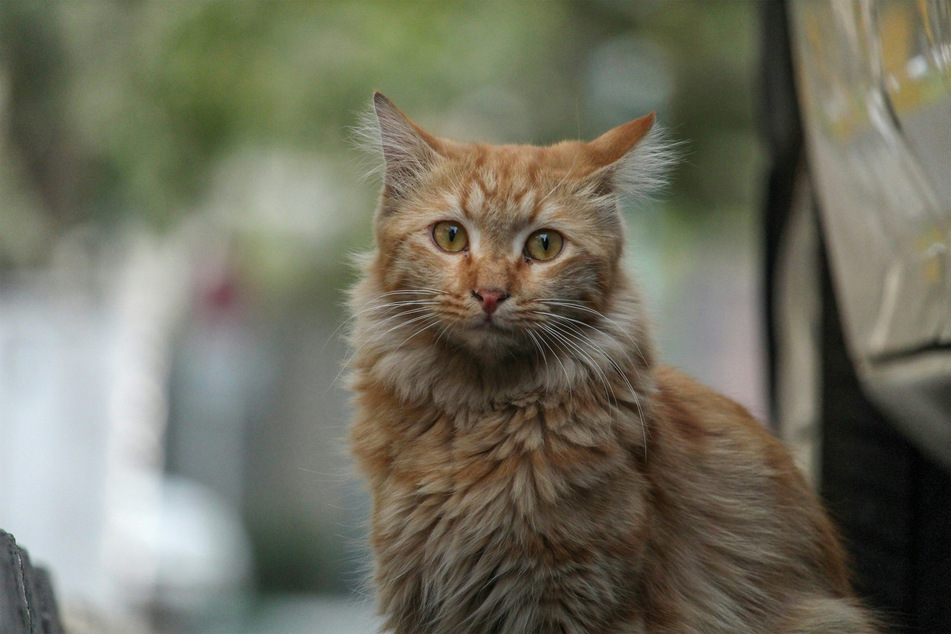 There is a historical basis for ailurophobia, or the fear of cats.
