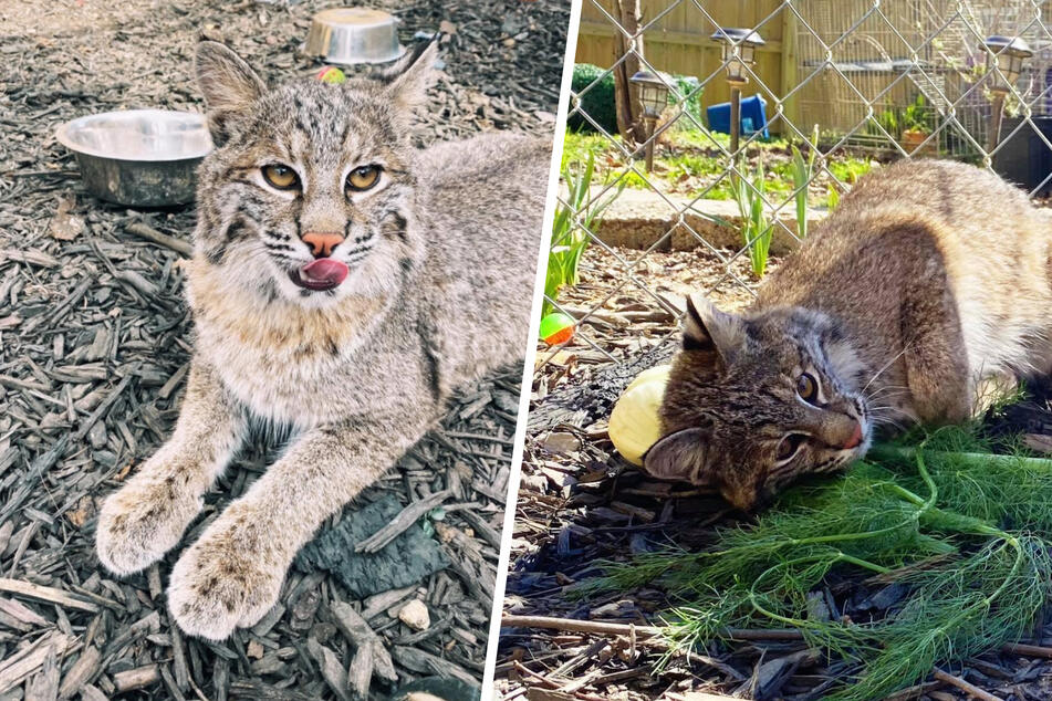 Wildcat develops baffling obsession with a vegetable