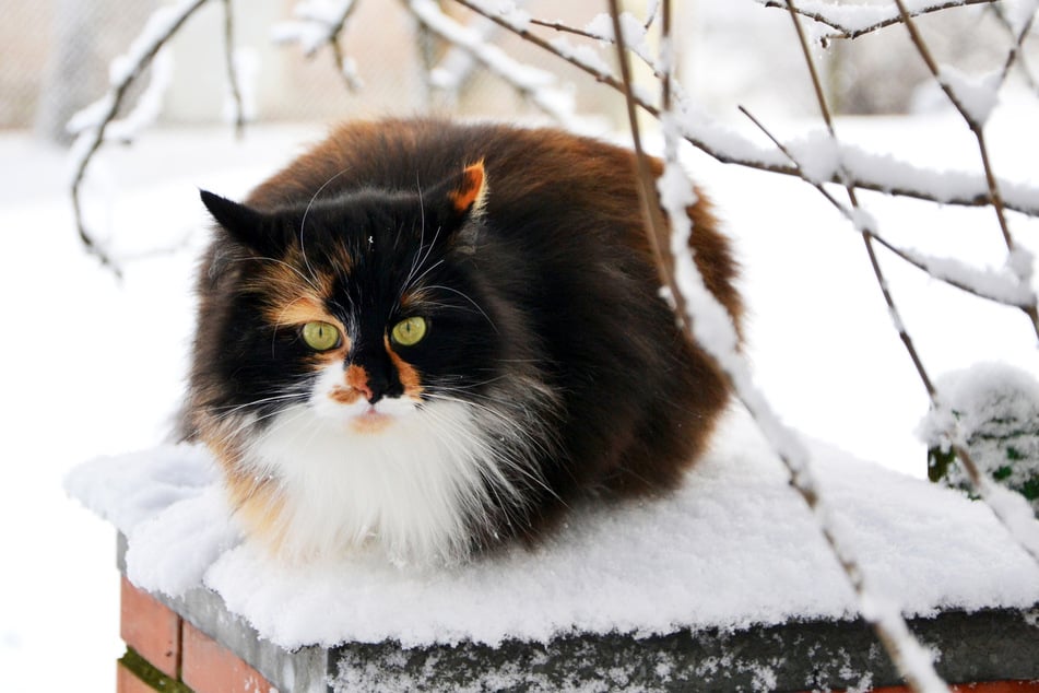Ragamuffins get fat on account of their intense fur and fluff.