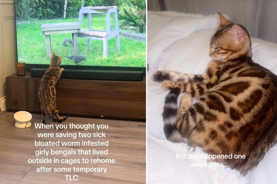 Just a few days after Hannah adopted the cats, she realized that something was wrong.