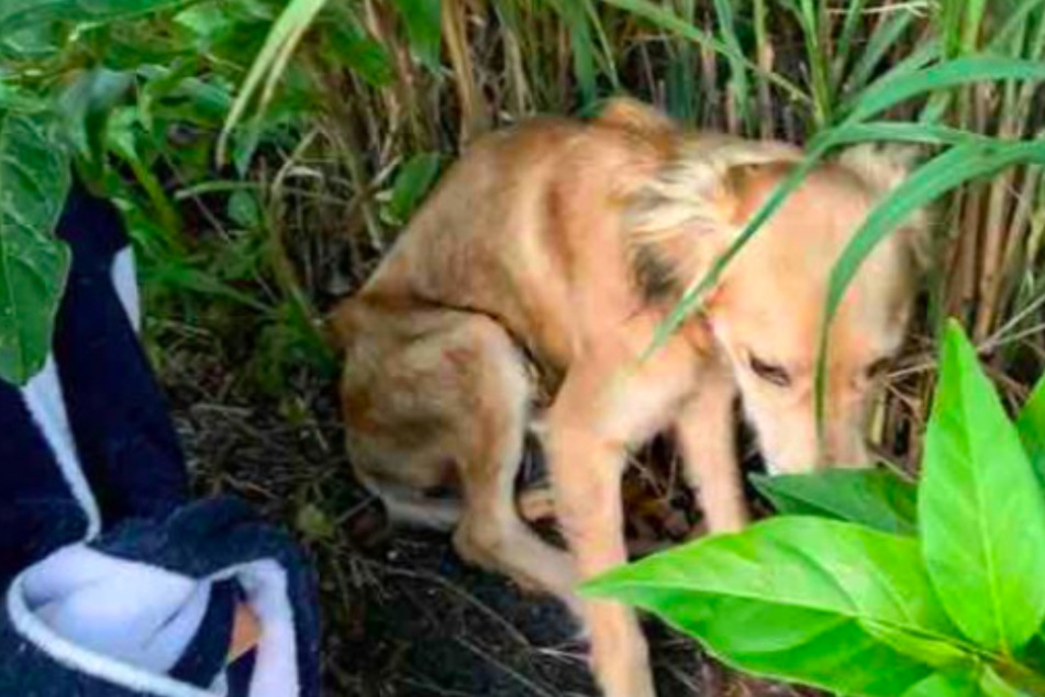 Broken dog hides in the bushes and is too exhausted to run away