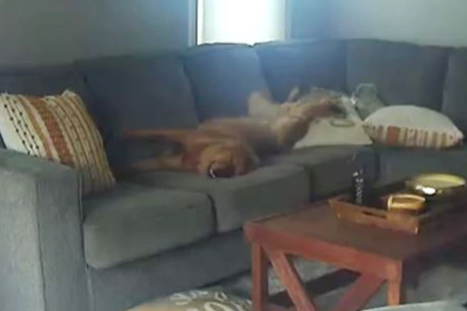 This dog is so happy to be on the couch, she's grinning!