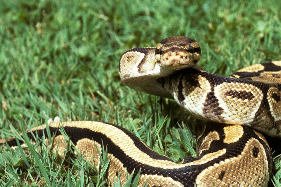 Python drags five-year-old into pool in Australia