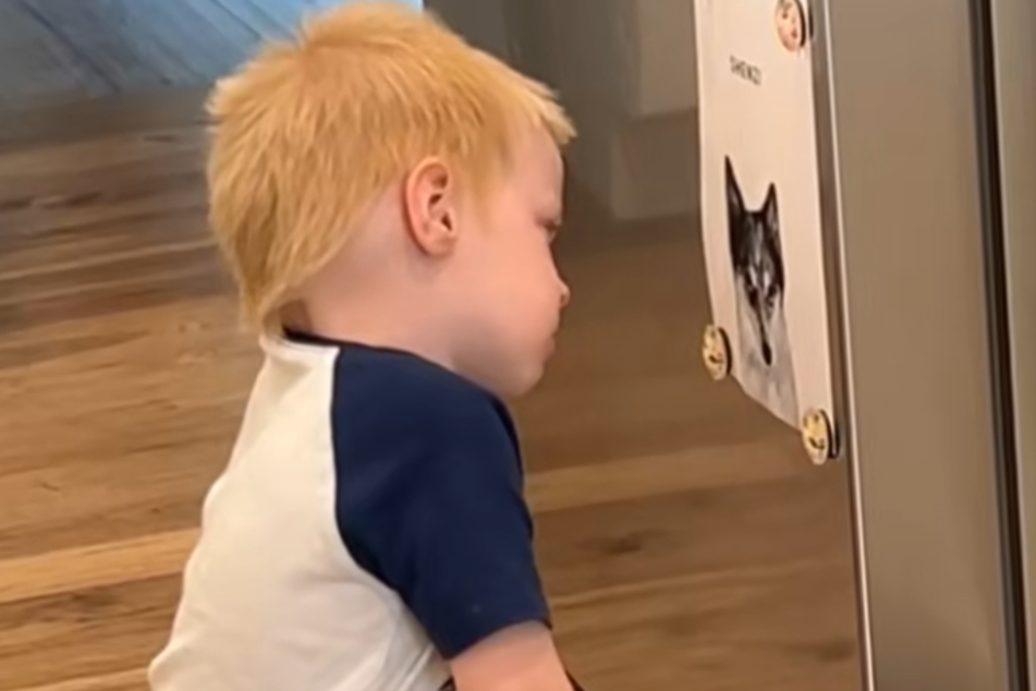 Little Mack sits in front of a photo of Shenzi the dog, looking at it intently.