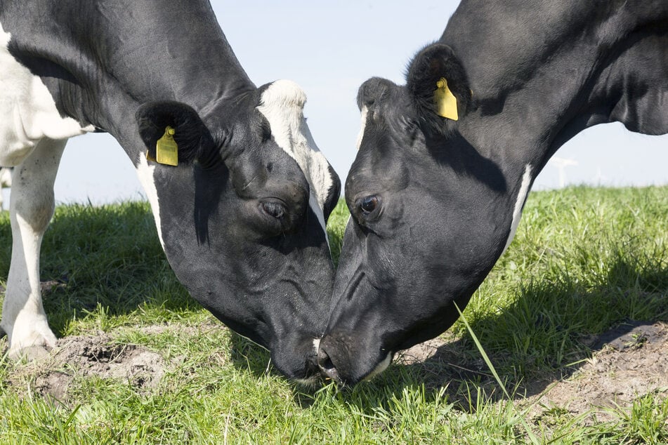 Startup wants to show consumers the life story of their beef with QR code