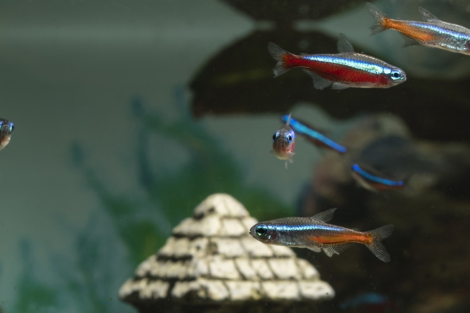 The smallest fish in the world is even tinier than the red neon, a popular ornamental fish.