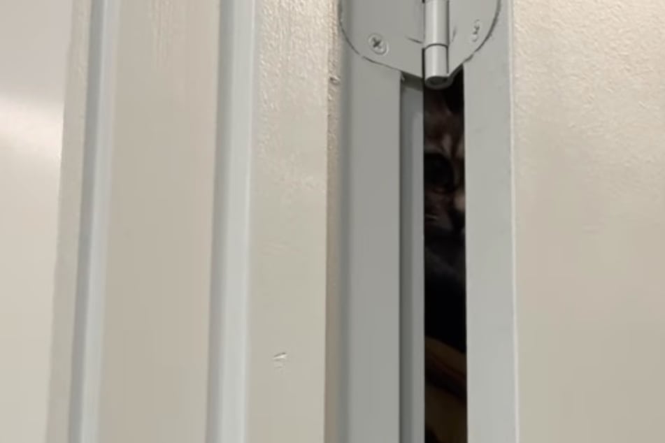 Woman is using the bathroom – suddenly she notices animal eyes staring at her from the darkness!