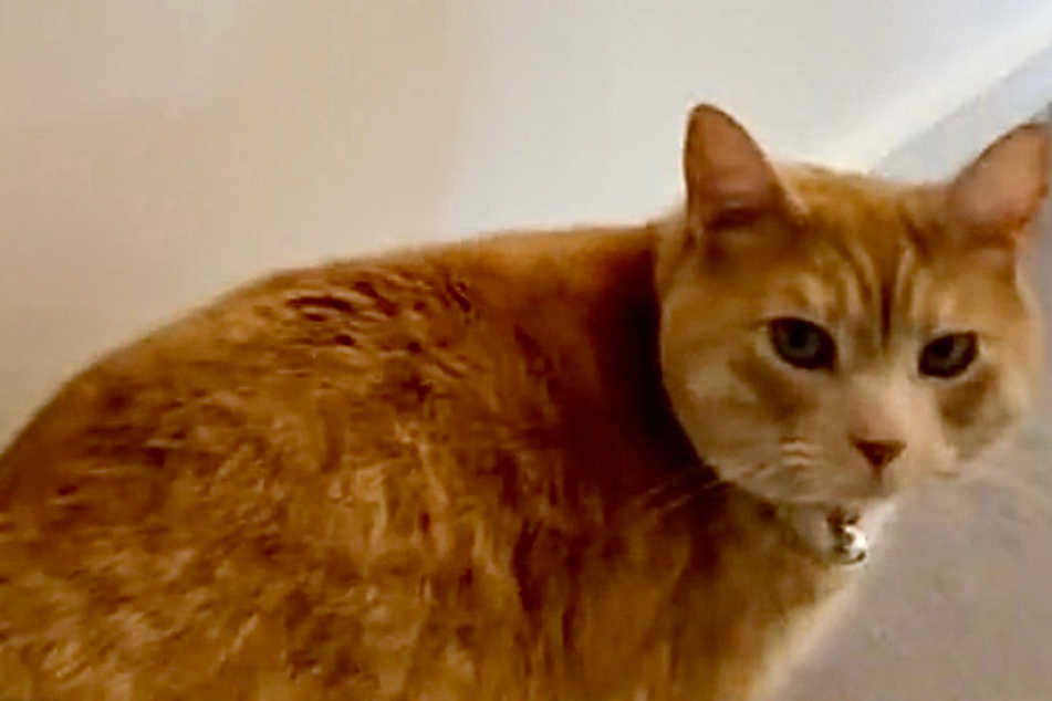 Cat looks X-rated as TikTok gets hot and bothered: "Omg I can't unsee it!"