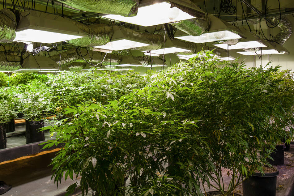 Cannabis dispensaries are huge money-makers, though many people with past convictions continue to face discrimination in employment and housing (stock image).